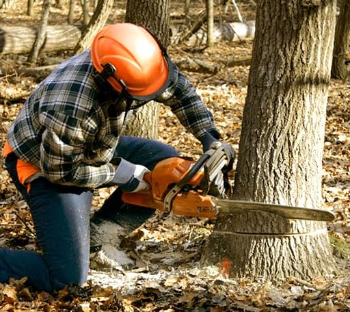 Arborist assessing tree health in Montana